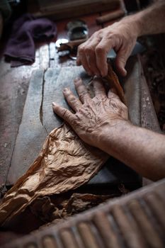 Cigar rolling or making by torcedor in cuba, Pinar del rio province