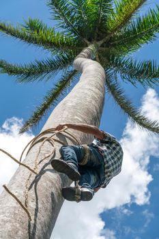 Adult male climbs tall coconut tree with rope to get coco nuts. Harvesting and farmer work in caribbean countries