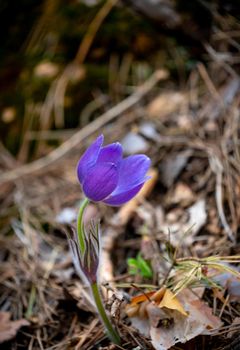 Pulsatilla patens or Eastern pasqueflower and cutleaf anemone close-up. Spring seasonal flower