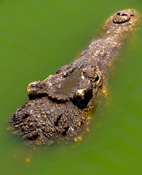 Crocodile or alligator close-up portrait. Wildlide and animal photos. Predators and reptiles