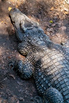 Crocodile or alligator close-up portrait. Wildlide and animal photos. Predators and reptiles