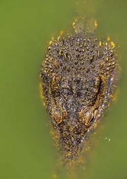 Crocodile or alligator close-up portrait. Wildlide and animal photos. Predators and reptiles