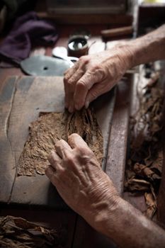 Cigar rolling or making by torcedor in cuba, Pinar del rio province