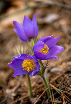 Pulsatilla patens or Eastern pasqueflower and cutleaf anemone close-up. Spring seasonal flower