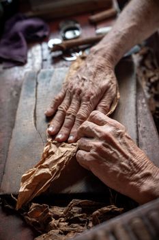 Cigar rolling or making by torcedor in cuba, Pinar del rio province