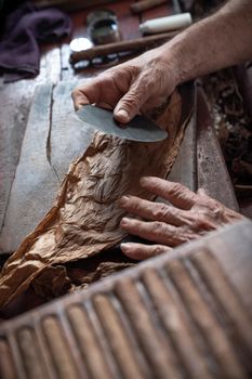 Cigar rolling or making by torcedor in cuba, Pinar del rio province