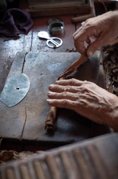 Cigar rolling or making by torcedor in cuba, Pinar del rio province