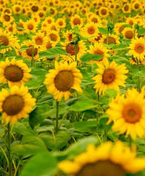 Sunflowers blooming in the field. harvest and agriculture in summer season