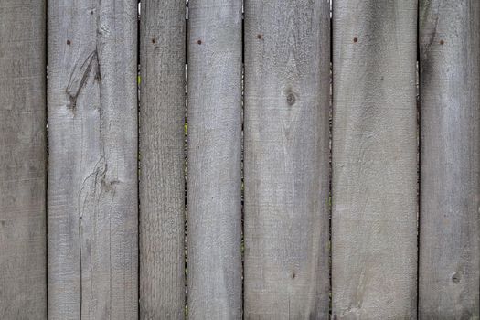 gray dry wooden planks wall suface texture and background.