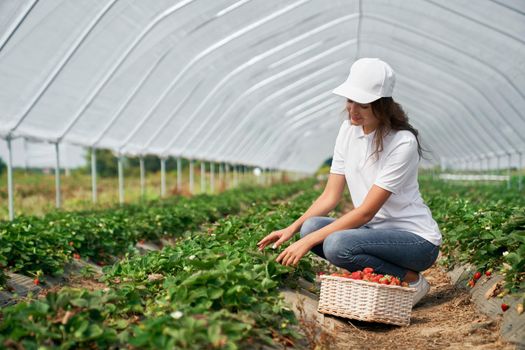 Side view of squatting woman wearing white cap is picking strawberries in white basket. Brunette is harvesting strawberries in greenhouse. Concept of field work.