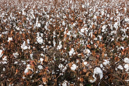 Cotton field in Delaware. Delaware, USA.