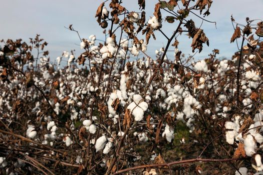 Cotton field in Delaware, United States
