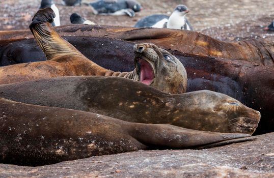 Yawning southern elephant seal - Antarctic Peninsula, Antarctica.