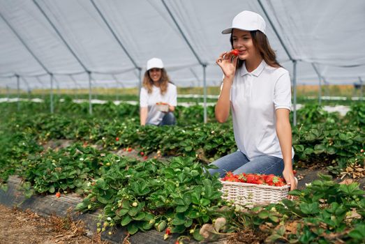 Side view of two squatting women wearing white caps are picking strawberries . Two female field workers are harvesting strawberries in greenhouse and smelling it. Concept of fresh fruit.
