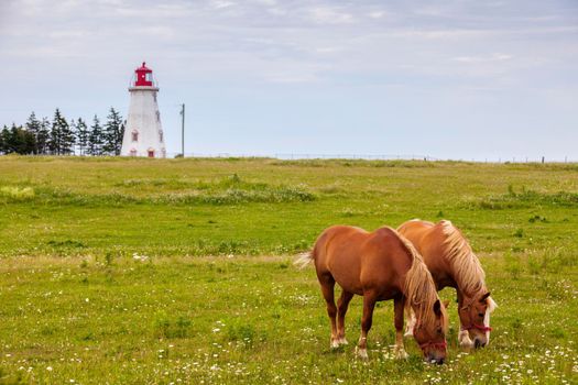 Horses in front of Panmure Head Lighthouse on Prince Edward Island. Prince Edward Island, Canada.