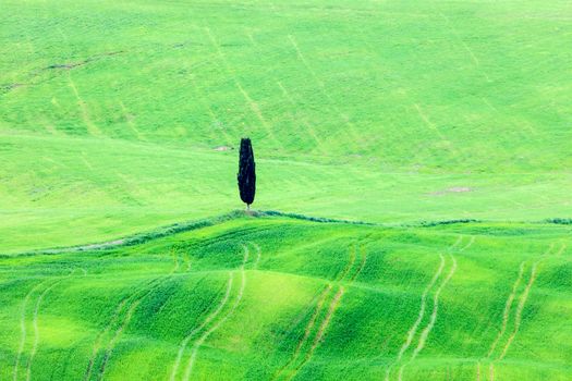 Lone tree in Tuscany. Tuscany, Italy