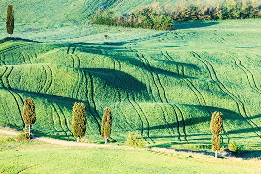 Green Tuscany landscape seen in the morning. Tuscany, Italy.