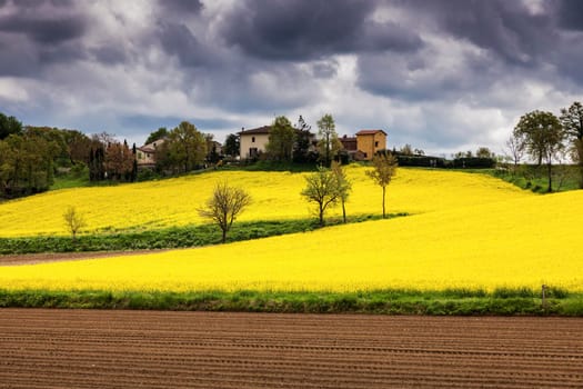 Tuscany landscape - canola field and dramatic sky. Tuscany, Italy.