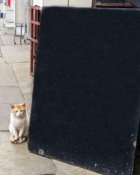 Kitten - cat holding sign or banner black in the street