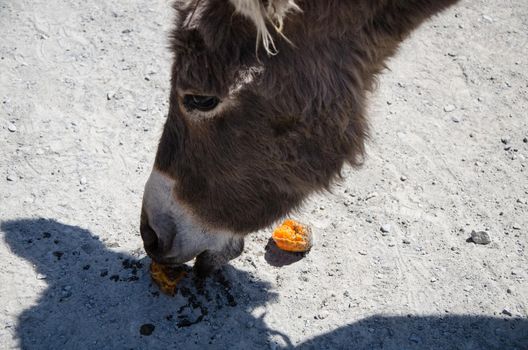 Curious donkey eating tangerine. Close-up portrait photo.
