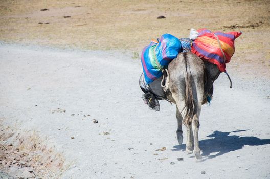 An old donkey carrying goods through a stone path in Marcahuasi east of Lima - Peru