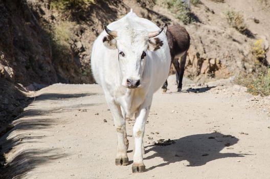 White cow walking on the trail of the mountains in Marcahuasi
