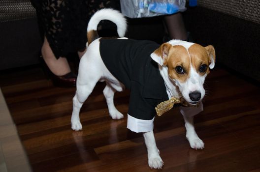 Jack Russell dog dressed smartly, dog with tie, funny photo