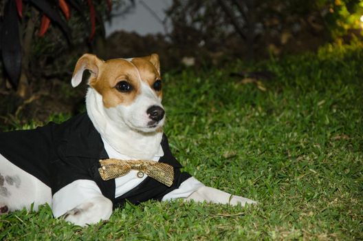 Jack Russell dog dressed smartly, dog with tie, funny photo