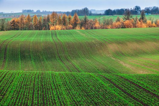 Ponidzie panorama during fall. Pinczow, Holly Cross Province, Poland.