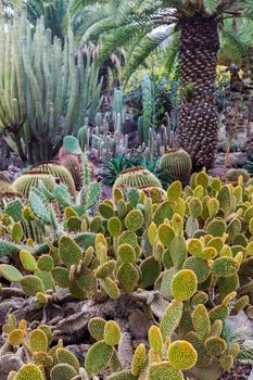 Cactus Park - Gran Canaria. Gran Canaria, Canary Islands, Spain