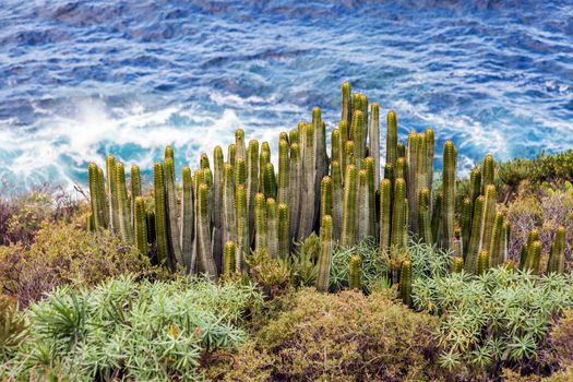 Cacti and Atlantic Ocean. Tenerife, Canary Islands, Spain.