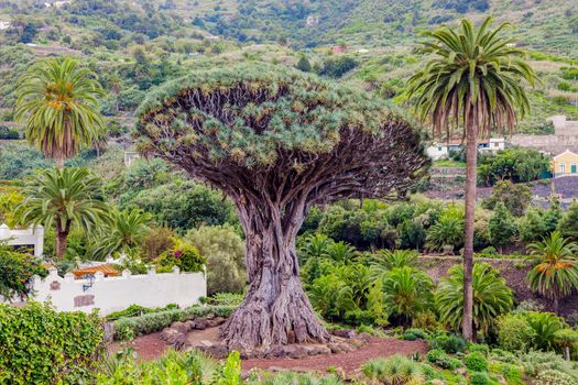 Old Dragon Tree. Tenerife, Canary Islands, Spain.