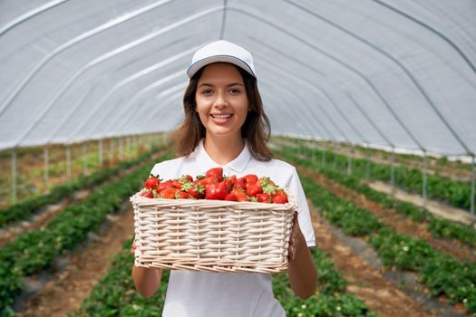 Front view of beautiful field worker is picking strawberries. Pretty brunette wearing white cap is holding white basket with fresh strawberries in greenhouse. Concept of field worker.