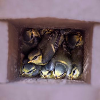 Little chickadees in the birdhouse seen in Poland. Jasionka, Podkarpackie, Poland.