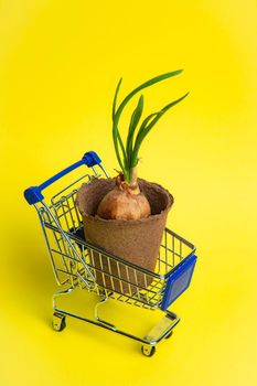 Gardening layout On a yellow background . Preparation for the summer season. Planting seedlings. yellow background