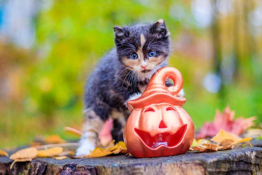 a small kitten on the path with leaves. kitten on a walk in autumn. pet. tricolor cat