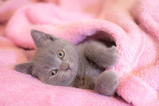 A British kitten sleeps on a pink blanket. Cute kitten. Magazine cover. Pet. Grey kitten. Rest. Sleep