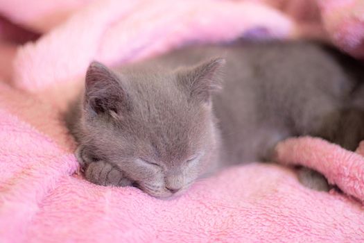 A British kitten sleeps on a pink blanket. Cute kitten. Magazine cover. Pet. Grey kitten. Rest. Sleep