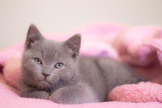 A British kitten sleeps on a pink blanket. Cute kitten. Magazine cover. Pet. Grey kitten. Rest. Sleep