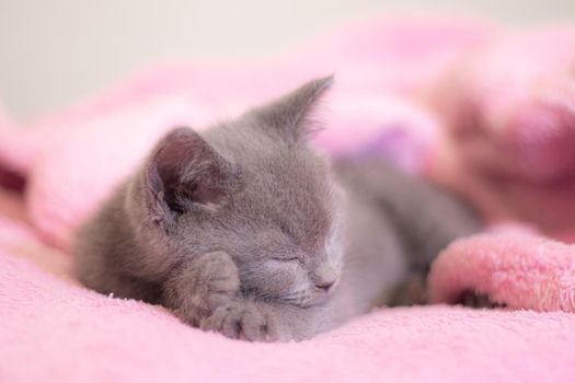 A British kitten sleeps on a pink blanket. Cute kitten. Magazine cover. Pet. Grey kitten. Rest. Sleep