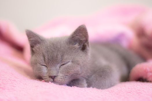 A British kitten sleeps on a pink blanket. Cute kitten. Magazine cover. Pet. Grey kitten. Rest. Sleep