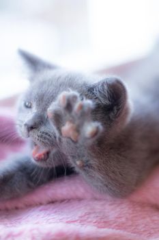 A British kitten is lying on the windowsill. Cute kitten. Magazine cover. Pet. Grey kitten. Rest. Kitten at the window.