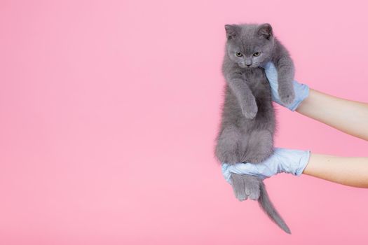 A grey British small kitten in a veterinary clinic and hands in blue gloves . Kat looks at the camera. Text space-medicine, pet, animals, vaccination and Allergy concept