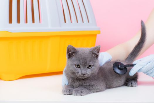 Cat at the reception of a veterinarian. Cat at the veterinary table. Veterinary Medicine Animal treatment. Pet Health An article about animals. Article about veterinary medicine. A gray cat lies on a table in the background carrying. British cat