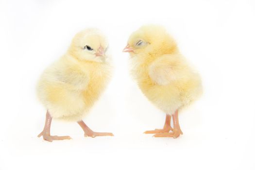 Chickens on a white background. Poultry. Isolated background. Article about avian flu. Article about domestic birds . The concept of Studio photography for articles and advertising on domestic birds and caring for them.