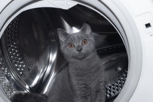 Cat in the washing machine . Washing machine. Pet. Drum machines . British kitten. Funny  Laundry