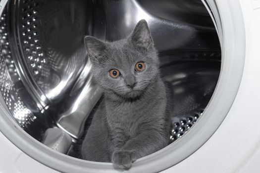 Cat in the washing machine . Washing machine. Pet. Drum machines . British kitten. Funny  Laundry