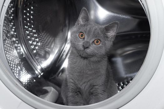 Cat in the washing machine . Washing machine. Pet. Drum machines . British kitten. Funny Laundry