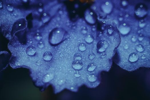 Water drops on a flower leaf . Violet. Home flower . perennial. Flowering