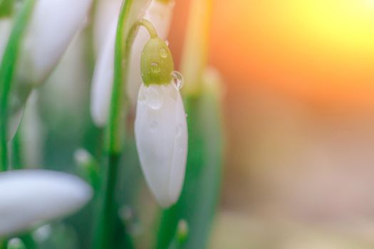 snowdrops. First spring flowers. Floral background. Flash in the photo. Water drops on the flower.